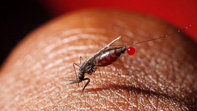 هشدار درباره شیوع مالاریا در آذربایجان شرقی/ توصیه‌های بهداشتی جهت پیشگیری از ابتلا