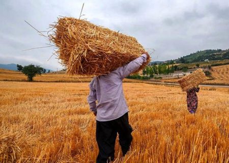 نرخ تضمینی گندم افزایش می‌یابد؟/ گلایه کشاورزان از عدم تسویه به موقع