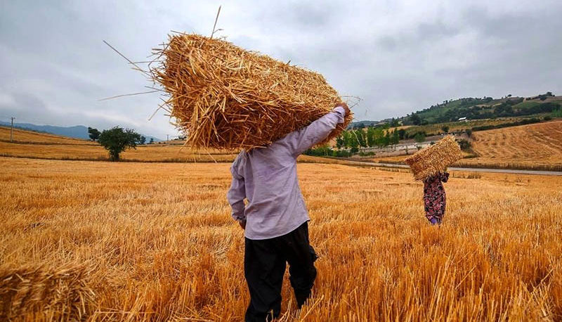 نرخ تضمینی گندم افزایش می‌یابد؟/ گلایه کشاورزان از عدم تسویه به موقع
