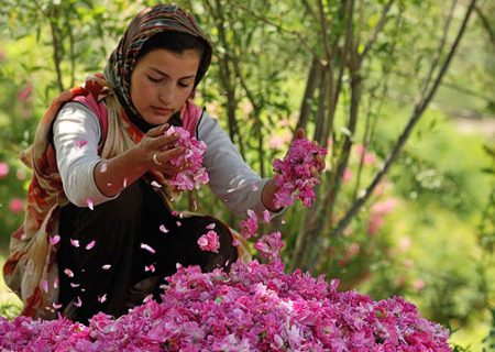 برگزاری یازدهمین جشنواره برداشت گل محمدی (قیزیل گول)در شهرستان اسکو