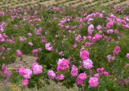 تولید بیش از  ۵ هزار و ۸۰۰ تن گل محمدی در آذربایجان شرقی