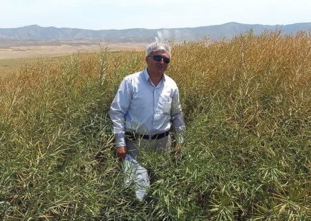آغاز برداشت دانه های روغنی در شمال استان آذربایجان شرقی/ تولید ۵۵۰۰ تن دانه های روغنی از مزارع آذربایجان شرقی