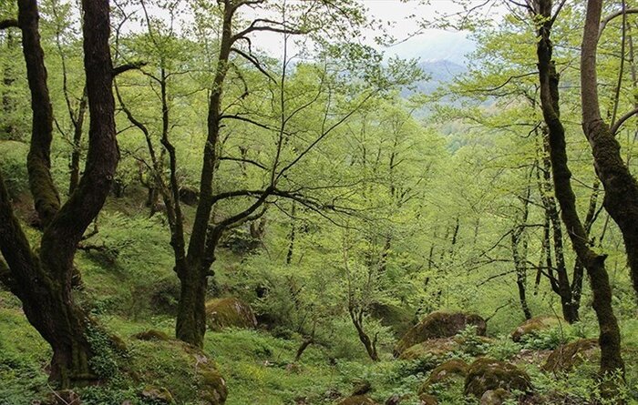 سفره تابستانی جنگل فندقلوی نمین برای گردشگران