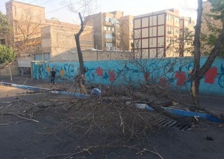 حذف و رفع خطر درختان کهنسال مسیر خیابان آزادی