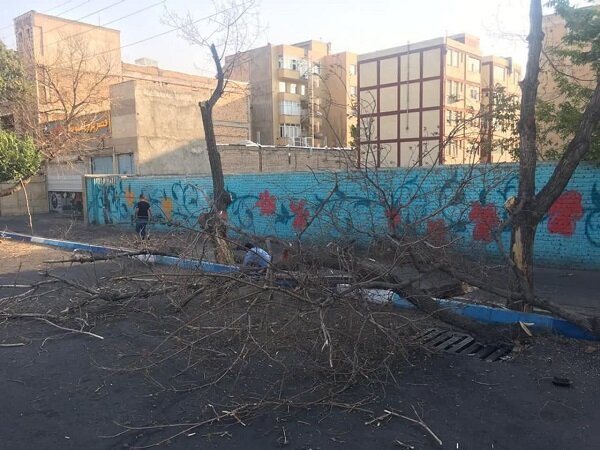 حذف و رفع خطر درختان کهنسال مسیر خیابان آزادی