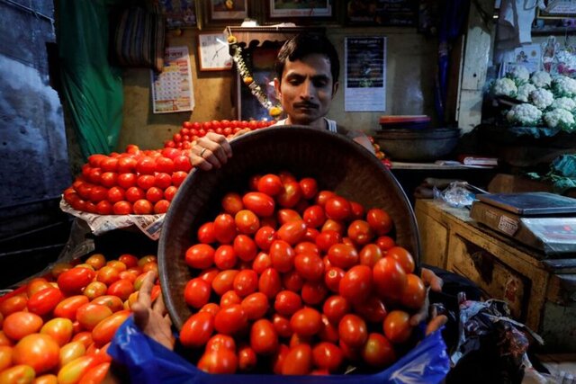 پیش‌بینی برداشت بیش از ۳۴۰ هزار تن گوجه ‌فرنگی از مزارع آذربایجان‌ غربی