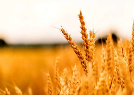 پیش‌بینی برداشت بیش از ۹۰۰ هزار تُن گندم در آذربایجان‌غربی