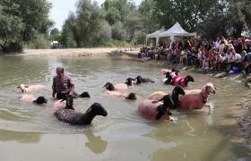 تصاویر مسابقه گذراندن گوسفند از رودخانه در دنیزلی