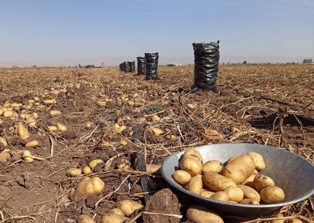 ۷۶۹ هزار تن سیب‌زمینی در استان اردبیل تولید شد