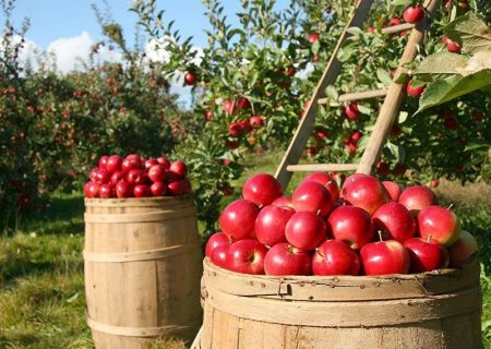 سیب آذربایجان شرقی در سبد میوه کشورهای آسیایی و اروپایی