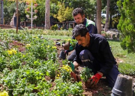 کاشت بیش از ۲ میلیون بوته گل پاییزی در تبریز آغاز شد