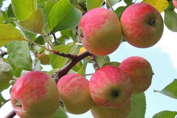 پیش بینی تولید حدود ۱.۲ میلیون تُن سیب درختی در آذربایجان‌غربی