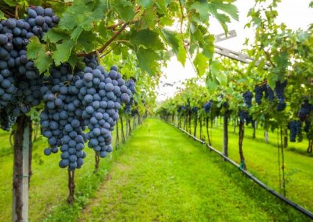 پیش بینی برداشت ۲۲۷ هزارتُن انگور از تاکستان های آذربایجان غربی