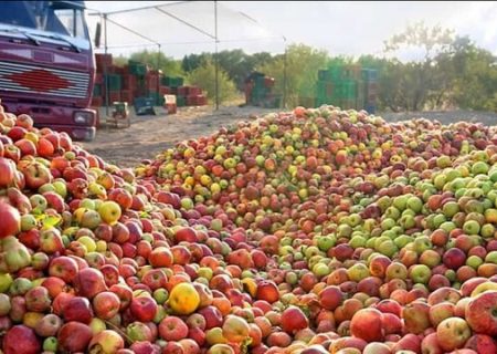فعالیت ۷۱ مرکز خرید سیب صنعتی در آذربایجان‌غربی