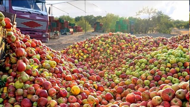 فعالیت ۷۱ مرکز خرید سیب صنعتی در آذربایجان‌غربی