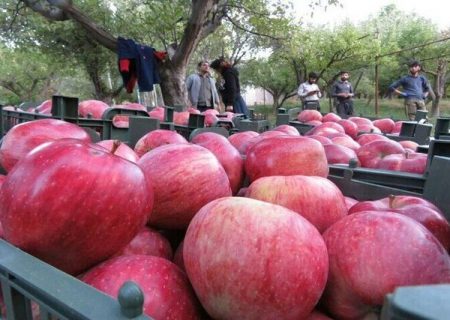 صادرات سیب آذربایجان شرقی به ۱۰ کشور