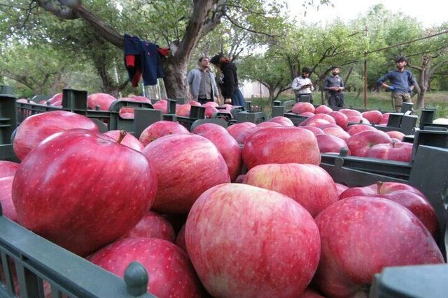 صادرات سیب آذربایجان شرقی به ۱۰ کشور