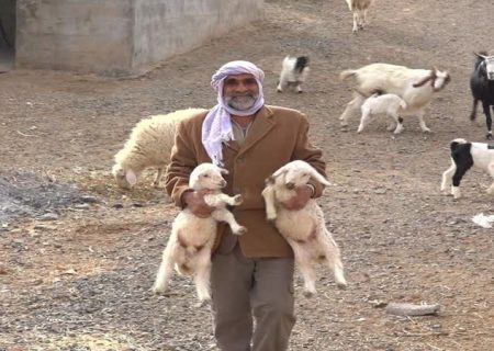 دوقلوزایی ۷۰ درصد گوسفندان عشایر آذربایجان شرقی