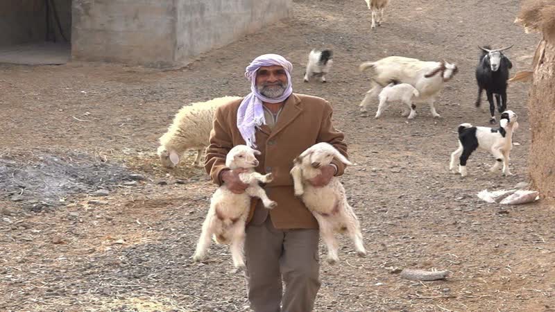 دوقلوزایی ۷۰ درصد گوسفندان عشایر آذربایجان شرقی