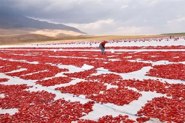رونق روز افزون صادرات گوجه فرنگی خشک شده ترکیه به کشورهای اروپایی