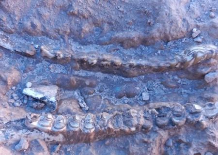 کشف ۴۰۰ قطعه فسیل ۱۰ میلیون ساله در مراغه+عکس