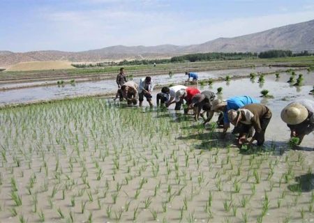 تولید بیش از ۲۲ هزار تن برنج محلی در آذربایجان شرقی