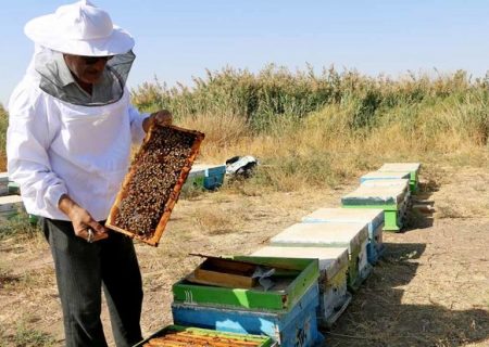 اردبیل قطب تولید عسل با ۳۵۰۰ تن