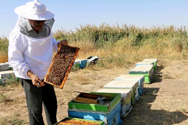 اردبیل قطب تولید عسل با ۳۵۰۰ تن