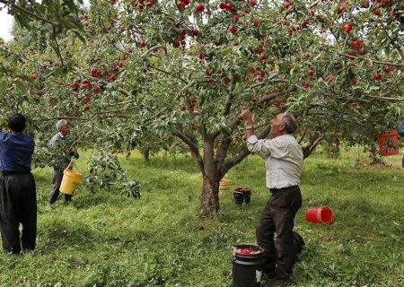خسارت ۸۰ درصدی بلایای طبیعی به باغات سیب اهر