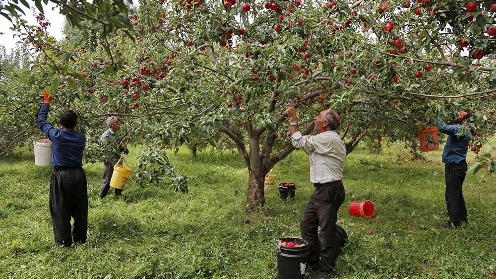 خسارت ۸۰ درصدی بلایای طبیعی به باغات سیب اهر