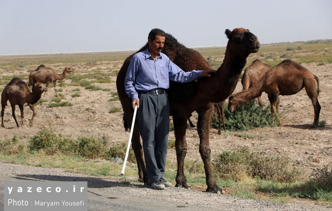 پرورش شتر در بخش ایلخچی