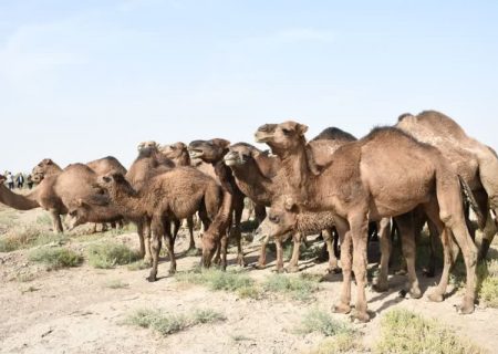 یک هزار و ۷۹۱ نفر جمعیت شتر استان است / خشک شدن دریاچه ارومیه فرصت مناسب برای پرورش شتر است