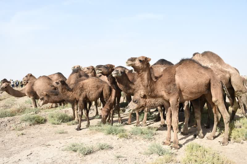 یک هزار و ۷۹۱ نفر جمعیت شتر استان است / خشک شدن دریاچه ارومیه فرصت مناسب برای پرورش شتر است