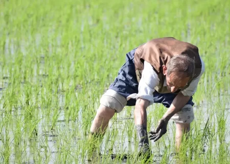 شهرستان میانه قطب تولید برنج در آذربایجان شرقی/ رتبه ششم آذربایجان شرقی در  تولید برنج در کشور