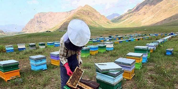 مراغه با تولید سالانه بیش از ۳ هزار و ۵۰۰ تن عسل قطب تولید این محصول در آذربایجان شرقی 