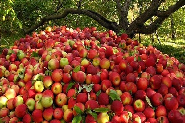 قطب سیب ایران پشت سد صادرات