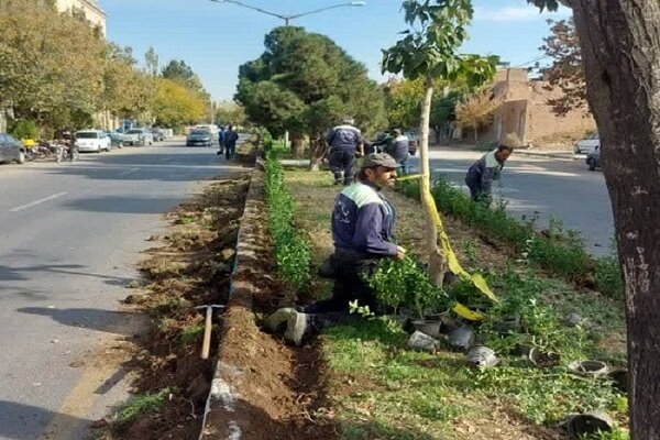 کاشت ۵۵۰۰ بوته شمشاد در محله تاریخی و فرهنگی قراملک