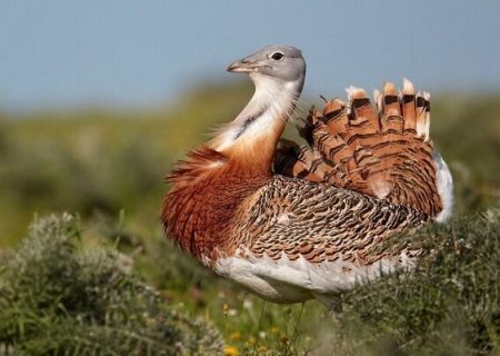 تنها ۲۴ قطعه پرنده میش مرغ در آذربایجان غربی وجود دارد