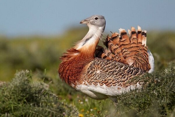 تنها ۲۴ قطعه پرنده میش مرغ در آذربایجان غربی وجود دارد