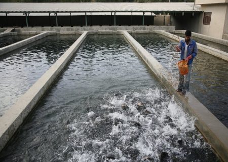 بهره برداری از مزرعه پرورش ماهیان سردآبی به ظرفیت ۲۰ تن در سرعین