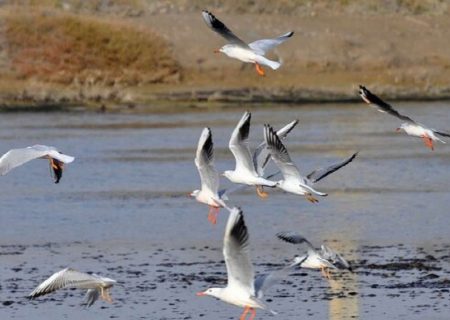 زنگ خطر شیوع بیماری پرندگان با افزایش پرندگان آبزی وحشی
