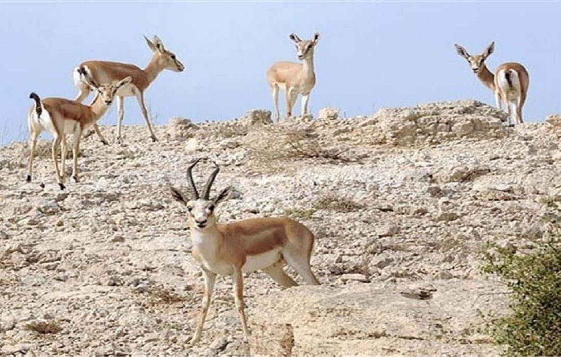 سرشماری حیات وحش پارک ملی ارسباران