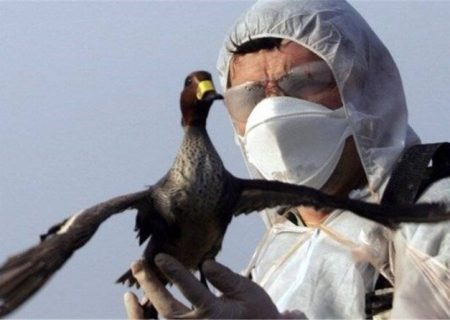 تاکنون موردی از آنفلوانزای فوق حاد پرندگان در آذربایجان غربی مشاهده نشده است