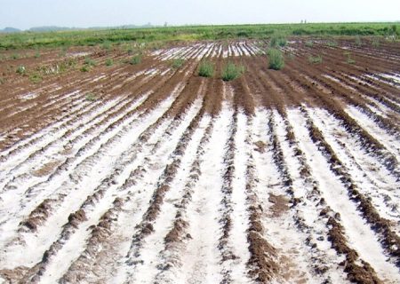 فرسایس خاک شوری تدریجی اراضی کشاورزی را موجب می شود