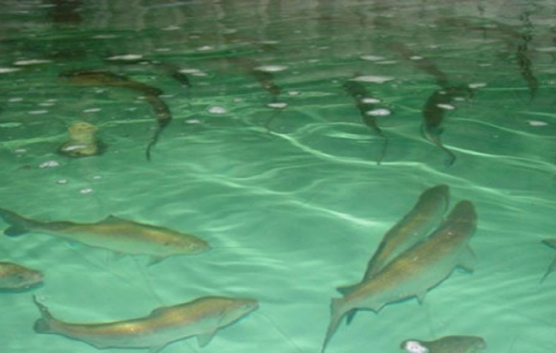 پرورش ماهی در استخرهای ذخیره آب کشاورزی آذربایجان شرقی