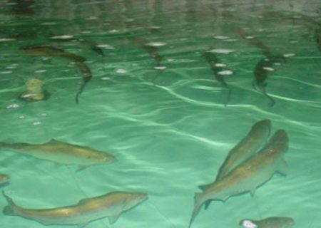 پرورش ماهی در استخرهای ذخیره آب کشاورزی آذربایجان شرقی