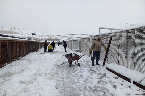 تداوم پروژه مدیریت و ساماندهی سگ‌های بلاصاحب در هوای سرد برفی