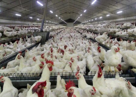 تولید سالانه ۸ میلیون و ۶۳۰ هزار قطعه مرغ گوشتی در اردبیل