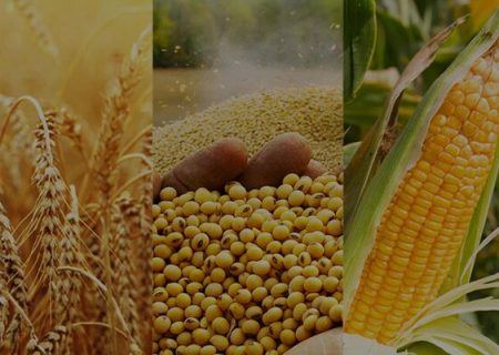افزایش ۲۰ درصدی صادرات محصولات کشاورزی از آذربایجان‌شرقی
