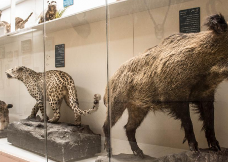 بازدید رایگان از موزه تاریخ طبیعی ارومیه در ایام نوروز